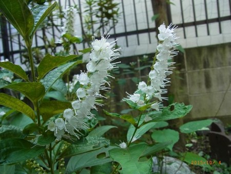 満開のシモバシラ