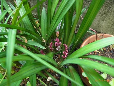 咲き始めた吉祥草