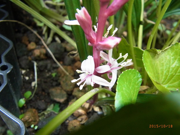 キチジョウソウの花