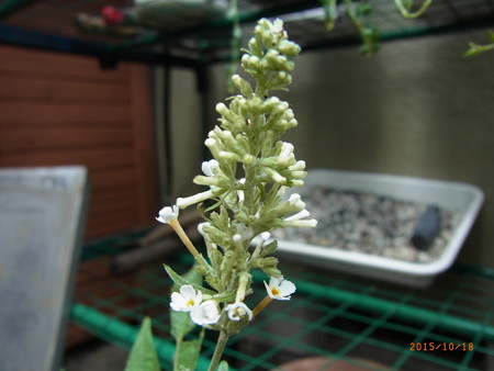 ブッドレアの花が再び開花