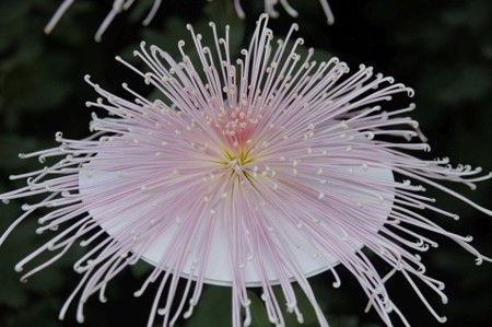 管物菊
