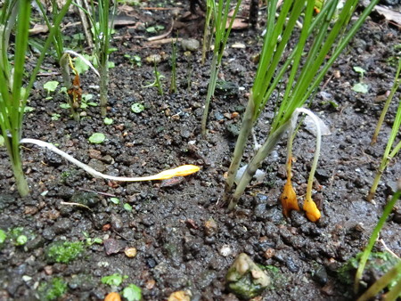 雨に負けた黄色いクロッカス