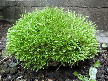 苔が!