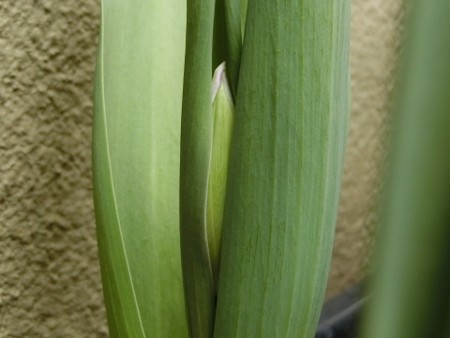 チューリップに花茎が!