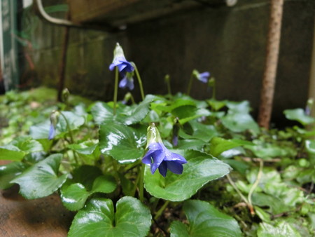 開花したスミレ