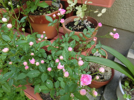 ピンクのミニバラ開花!