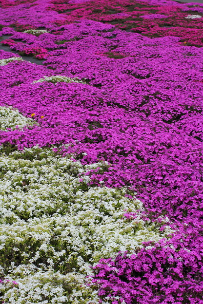 芝桜 広島県世羅町にて 写真共有サイト フォト蔵