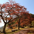 Photos: 上平公園の紅葉