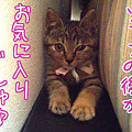 メメちのお気ににゃ場所