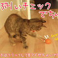 081031-l【猫アニメ】ハロウィンでちゅ！