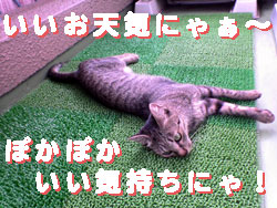 051007-【猫写真】ぽかぽかぽかぽか