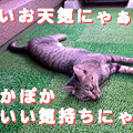 Photos: 051007-【猫写真】ぽかぽかぽかぽか