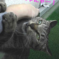 Photos: 051012-【猫写真】うにゃにゃにゃ・・・！
