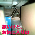 2006/2/24-【猫写真】隠れ家にゃ！-1