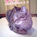 2006/2/5-【猫写真】寝たふりにゃ？！