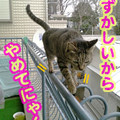 2006/3/12-【猫写真】九死に一生にゃ！？