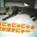 2006/3/18-【猫写真】のびてるにゃ。
