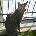 2006/3/25-【猫写真】お留守番にゃ