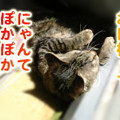 2006/3/31-【猫写真】暖かいにゃ！！