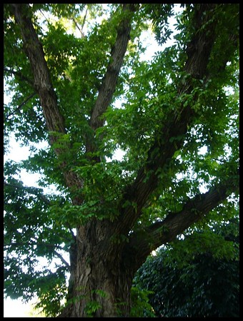 P1700009