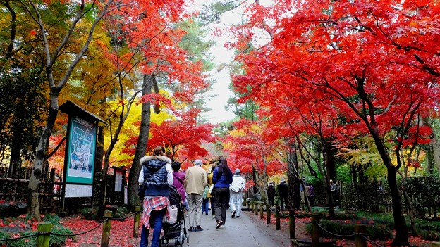 Heirinji Autumn Leaves 平林寺紅葉 照片共享頁面 攝影藏