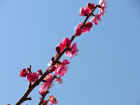 富津公園の梅