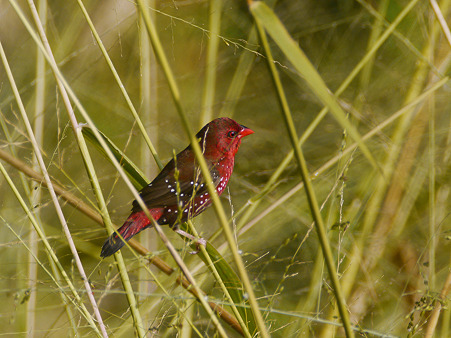 ベニスズメ(Red Avadavat・Strawberry Finch) P1060037_R