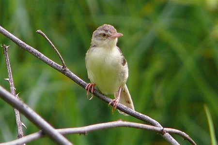 アジアマミハウチワドリ(Plain Prinia) P1070026_R