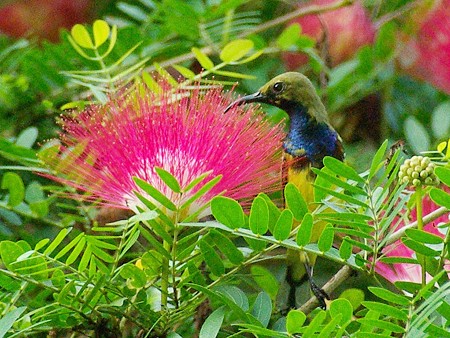 キバラタイヨウチョウ♂(Olive-backed Sunbird) IMGP47164_R