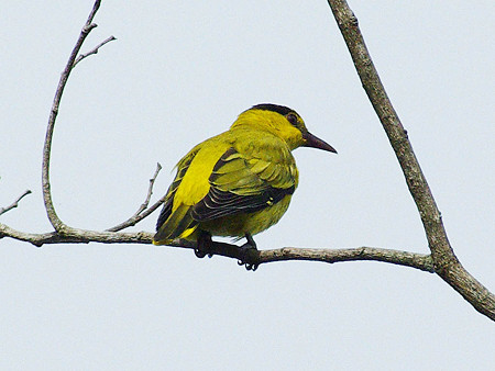 コウライウグイス(Black-naped Oriole) IMGP47760_R2