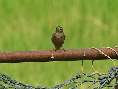 ノビタキ(Stonechat) IMGP48215_R