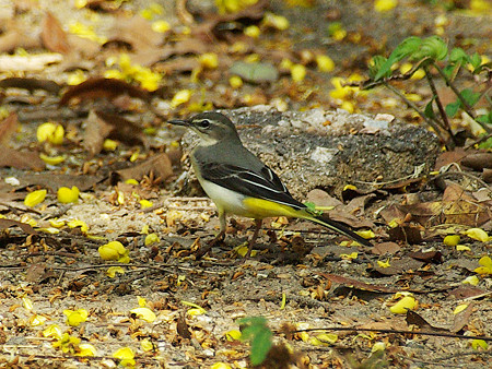 キセキレイ(Grey Wagtail) IMGP48132_R