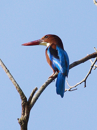 アオショウビン(White-throated Kingfisher) IMGP48513_R