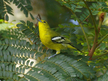 ヒメコノハドリ(Common Iora) IMGP9059_R