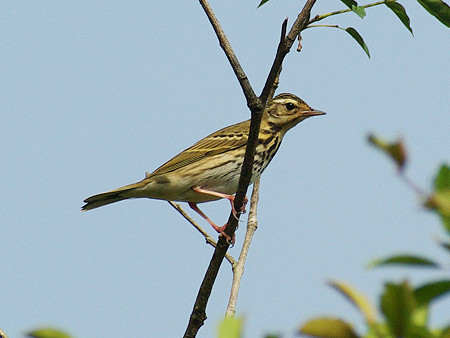 ヒメマミジロタヒバリ(Paddyfield Pipit)IMGP49810_R