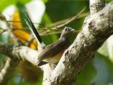 アカハラシキチョウ(White-rumped Shama) IMGP49887_R