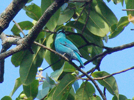ロクショウヒタキ(Verditer Flycatcher) IMGP50010_R2(800)
