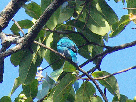 ロクショウヒタキ(Verditer Flycatcher) IMGP50011_R2(800)