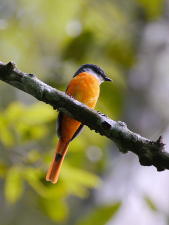 ベニサンショウクイ♂(Grey-chinned Minivet) P1200110_R