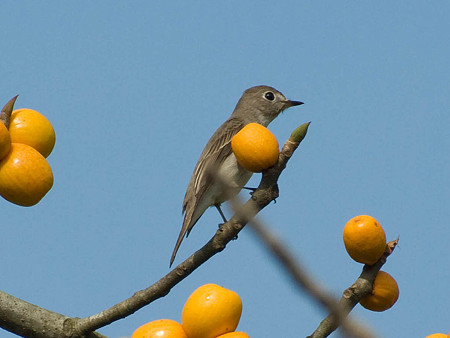コサメビタキ(Brown Flycatcher) IMGP51039_R