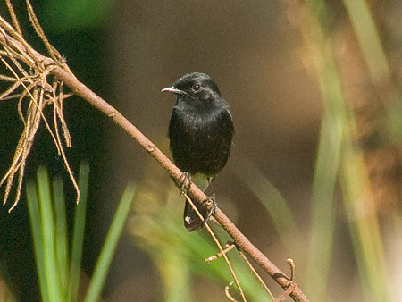 クロノビタキ♂?(Pied Bushchat) IMGP53051_R(800)