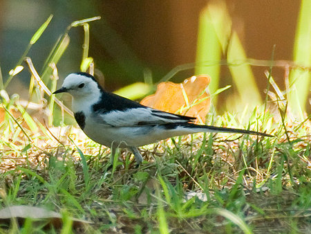 ハクセキレイ(White Wagtail) IMGP54779_R