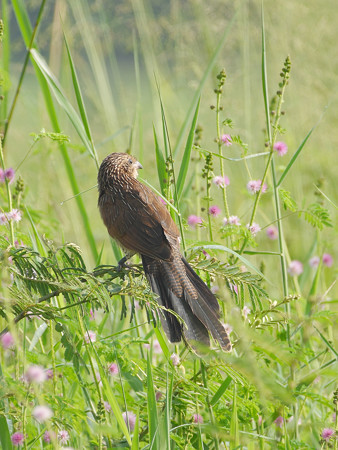 バンケン(Lesser Coucal) P1020190_Rs