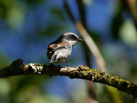 ヤマザキヒタキ(Grey Bushchat) P1190792_Rs