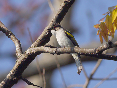 キバネヒヨドリ(Ashy Bulbul) P1240024_R