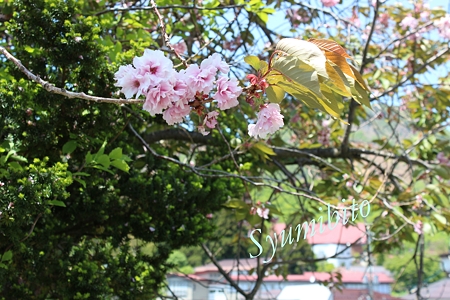 五月も終わりと言うのに桜が