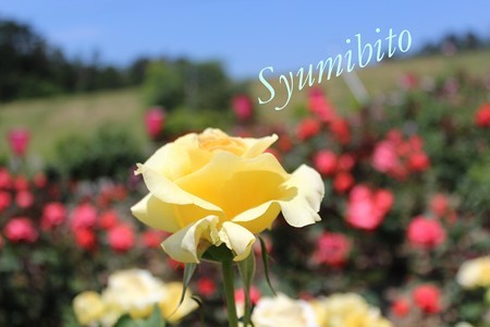 IMG_0344
