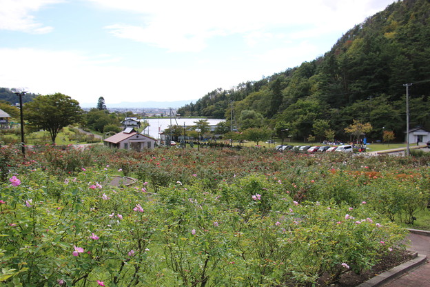 東沢バラ公園内
