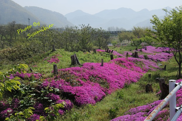 芝桜 立谷川 (3)