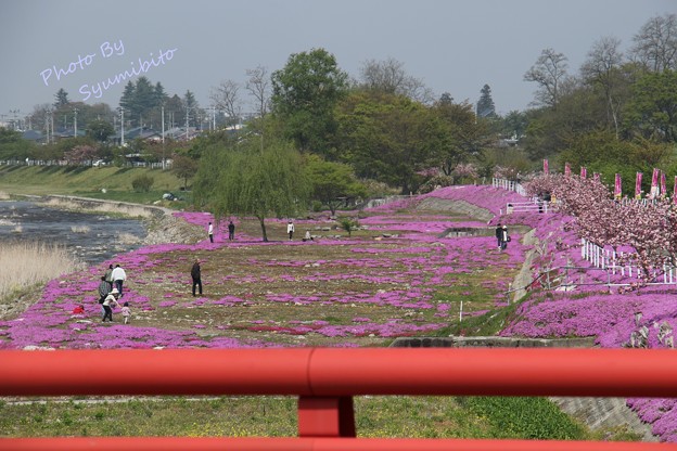 芝桜 立谷川 (5)